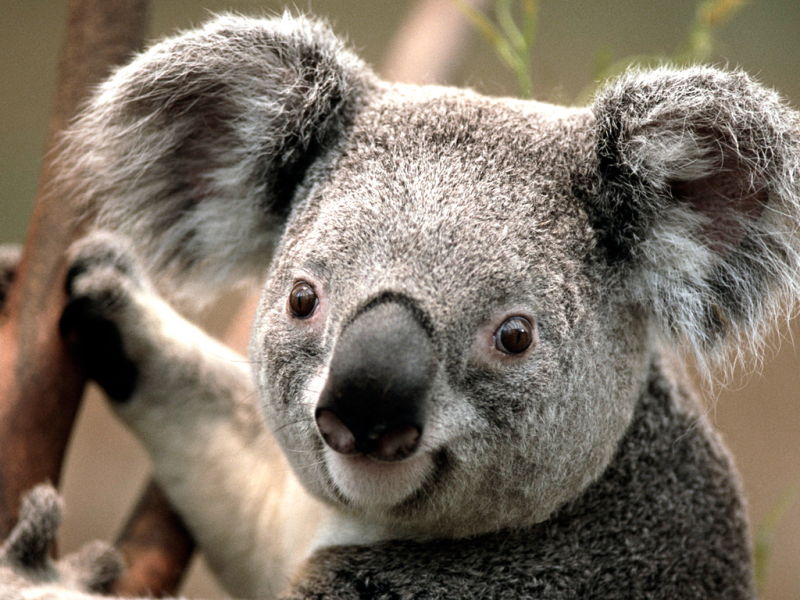 Koala第1页