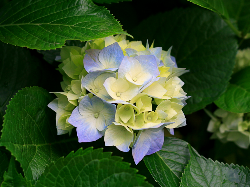 Hydrangeas第1页